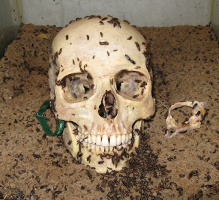Illustration for article titled Some museums have flesh-eating beetles on staff to clean off skeletons